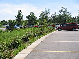 photo showing a parking lot rain garden at the Arboretum