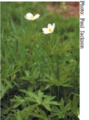 Canada anemone.png