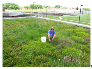 This photo shows a Maintenance of Empire WWTF green roof