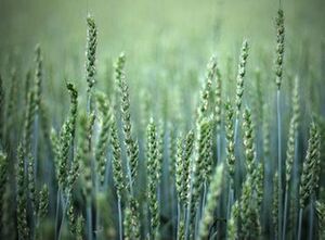photo of oats plants