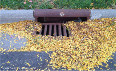 photo of leaves by storm drain
