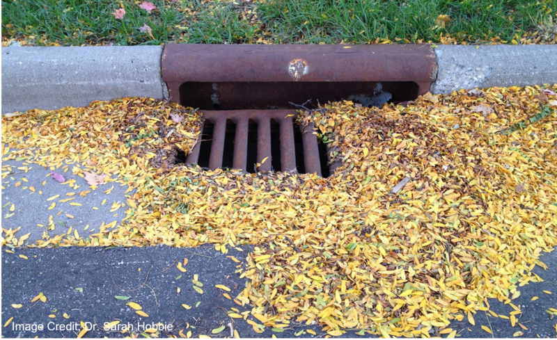 File:Leaves by drain photo.png
