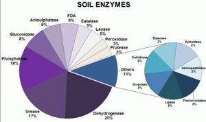 image of soil enzymes
