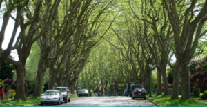 Example of a street with high tree canopy cover. Source: District of North Vancouver