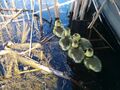 Baby Ducks in wetland.jpg
