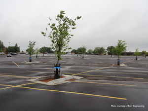 photo of Maplewood Mall with tree trenches