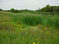Photo 2 of stormwater wetland.jpg