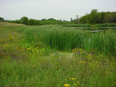 This photo shows a stormwater wetland