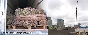 Image showing installation of pregrown mats at Target Center Green Roof. Minneapolis, MN.