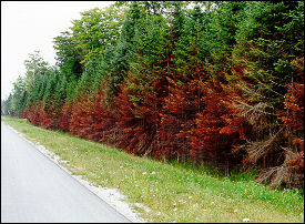 image of damaged vegetation
