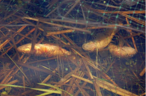 Fish trapped and killed by welded-plastic square erosion-control mesh.