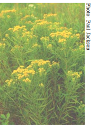 Flat-topped goldenrod