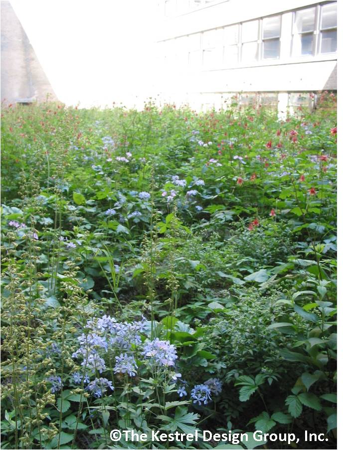 photo of Native Plants on Minneapolis City Hall Green Roof, Minneapolis, MN