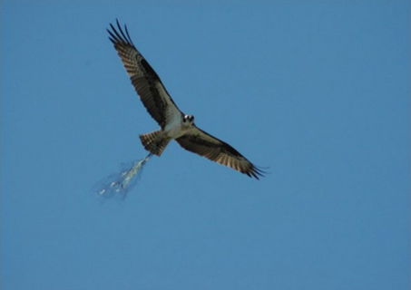 Osprey with plastic netting wrapped around talon. 