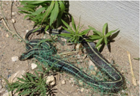 Plains gartersnake trapped and killed by welded-plastic square erosion-control mesh