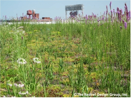 Photograph of green roof plantings on the Target Center green roof in Minneapolis, MN. 