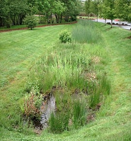 Photo showing a swale planted with native grasses.
