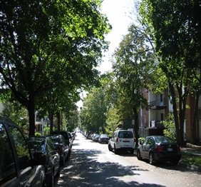 Photograph of a tree-lined street in Minneapolis, summer.